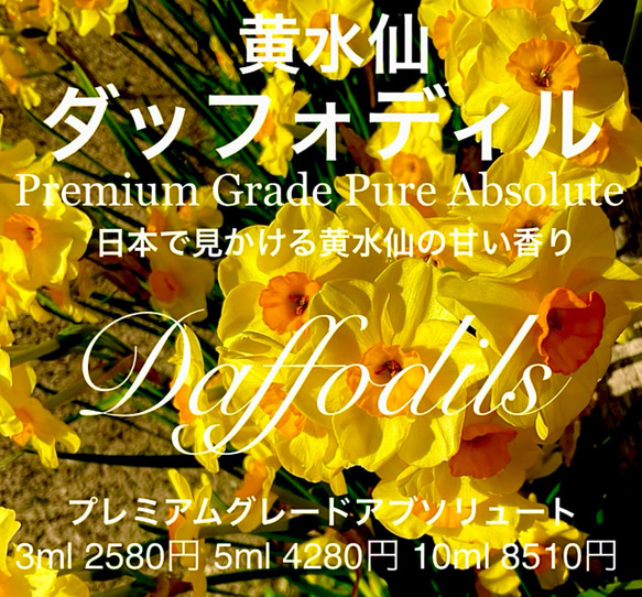 ダッフォディルズアブソリュート5ml