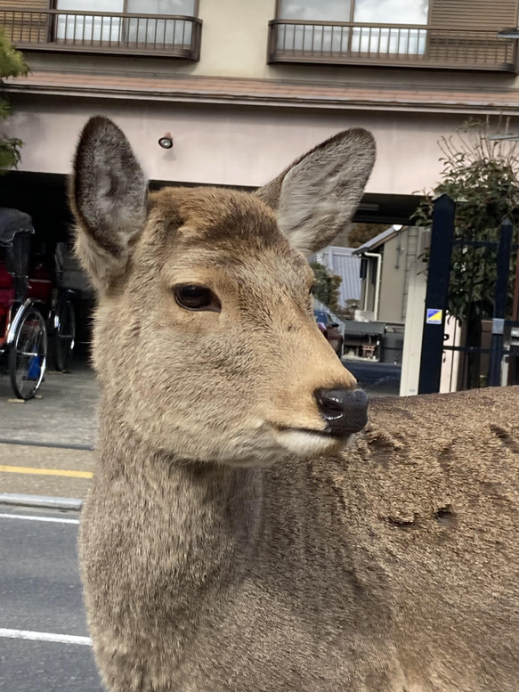 長襦袢　裄丈直し