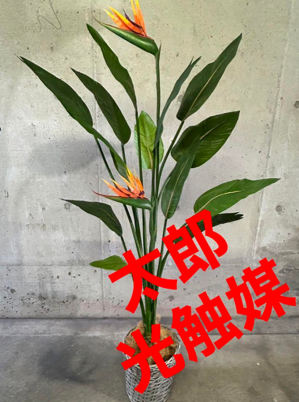 光触媒　人工観葉植物　ウォールグリーン　フェイクグリーン　ストレッチア極楽鳥2輪