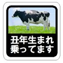 水彩調 丑年（うし年）生まれ乗ってます カー マグネットステッカー