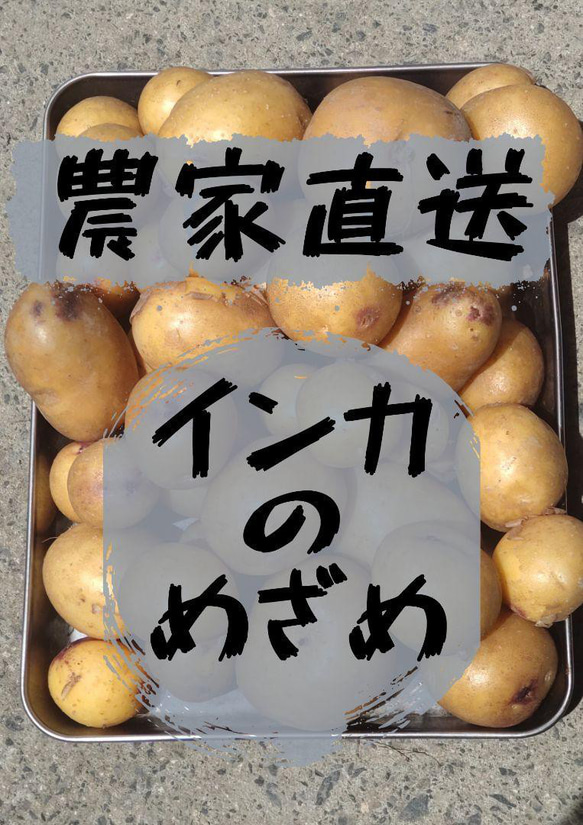 [農家直送]希少品種・インカのめざめ２ｋｇ箱込・栽培期間・農薬化学肥料不使用