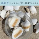 1つ150円【席札 白い貝殻 夏婚】結婚式 ウェディング