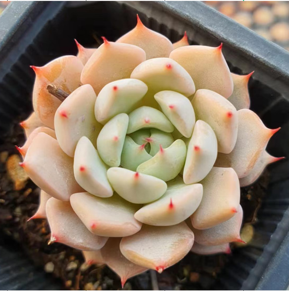 赤爪 エケベリア 超美苗  大苗大株 多肉植物 韓国苗 観葉植物 花 園芸