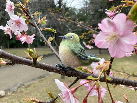 羊毛フェルト　鳥　メジロ