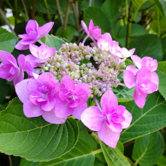 八重額紫陽花 ピンク 苗 タグが取れ品種不明に どなたか教えて下さい