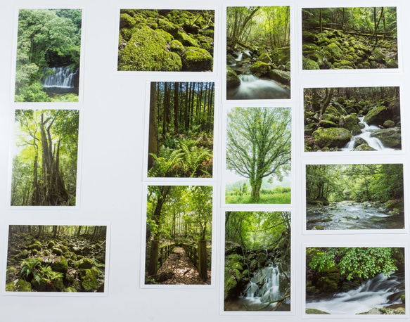 Lサイズの写真・植物の緑の風景13枚セット(L022)