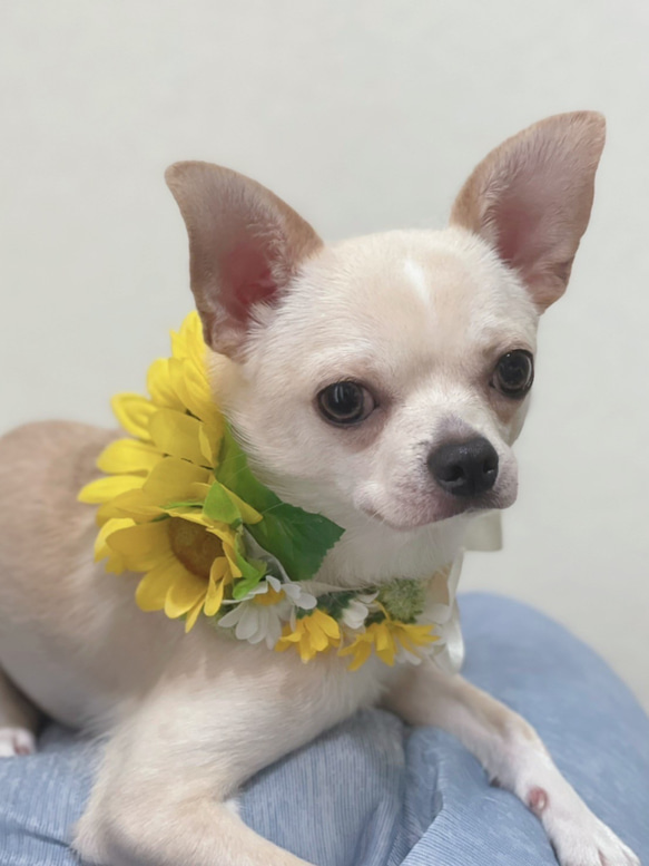 花かんむり首飾りオーダー  可❣️ペット　犬　猫