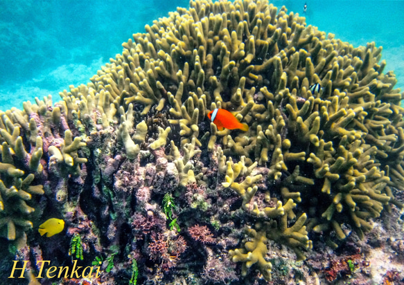 ♡共生する熱帯魚たち