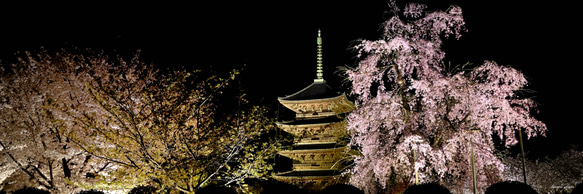 009 京都 東寺の桜