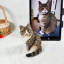 【オーダーメイドペット】羊毛フェルト、うちの子　猫ぬいぐるみ、フェルト猫、羊毛猫、肖像画、犬猫人形 プレゼントやギフトに