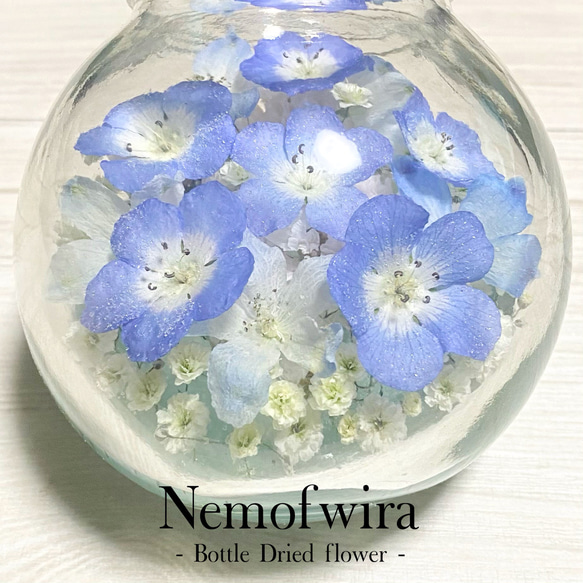 【枯れない本物のネモフィラ】 Nemophila Baby Blue Eyes