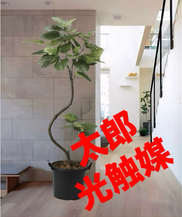 光触媒　人工観葉植物　フェイクグリーン　インテリアウンベラータ1.65