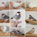 文鳥　オーダー受け付け【羊毛フェルト】