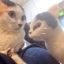 【年末の贈り物】羊毛フェルト:愛猫ちゃんそっくり人形(Mサイズ)オーダー受付_画像1