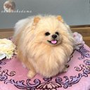 3D犬　ポメラニアン　オーダーメイド　（オプション25㎝）　羊毛フェルト　犬