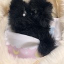 真珠の涙 くろねこちゃん