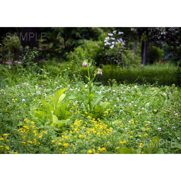 【2L写真】夏の野の花畑・花の写真を飾ろう、花写真フォト