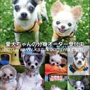 販売中♥️　うちの子オーダー♥️　定番サイズ3種類　チワワ　リアル　作家　ぬいぐるみ　羊毛フェルト　犬　カズコオガワ