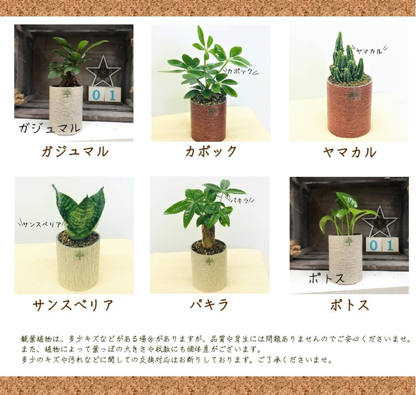 プランツポットＭサイズ　（取り換え用観葉植物）　観葉植物　ネオコール　ハイドロカルチャー　観葉植物