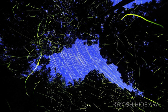 【額装写真】夜空へ舞うホタル