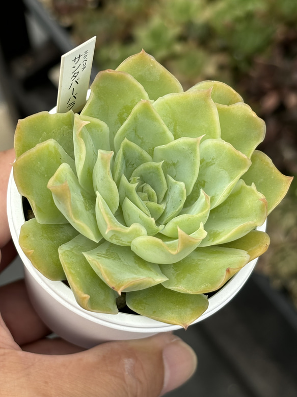 人気品種！★サンタバーバラ 多肉植物 自家繁殖 国産