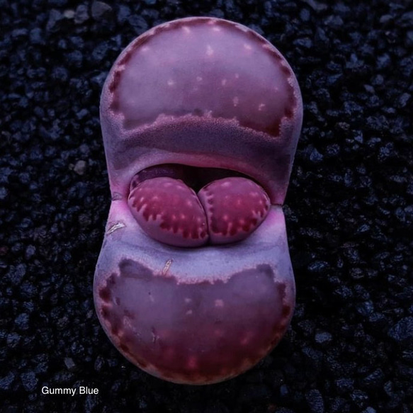 Lithops salicola ‘Bacchus’ 李夫人系　紫李夫人 バッカス　種子