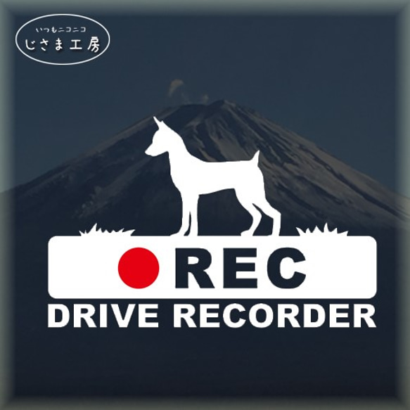 ミニチュアピンシャーの白シルエットステッカー後方注意!!『DRIVE　RECORDER』