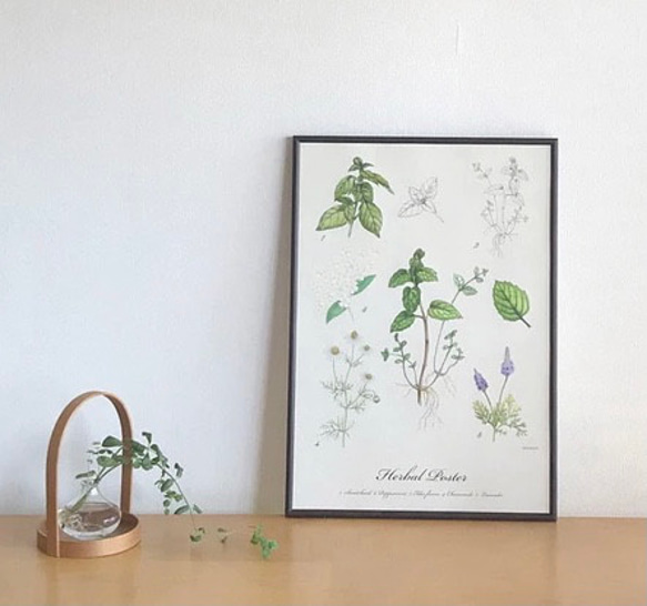 大きめ ハーブのポスター / Herbal Poster A2size 植物画