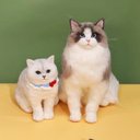 【オーダーメイドペット】羊毛フェルト、うちの子　猫ぬいぐるみ、フェルト猫、羊毛猫、肖像画、犬猫人形 プレゼントやギフトに