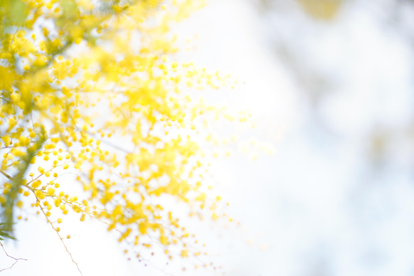 写真のある豊かな暮らし【春の花、ミモザ】