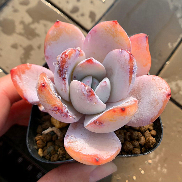 569.多肉植物 寄せ植え エケベリア属 白蓮 Echeveria Baek Ryeon 抜き苗