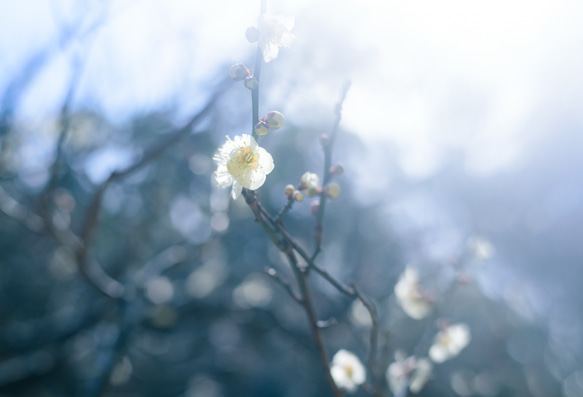 aoi【A4の写真を飾ろう】花の名は