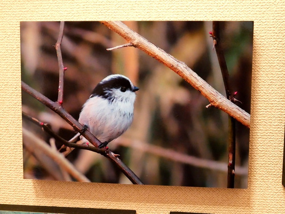 A5サイズの野鳥写真パネルその２