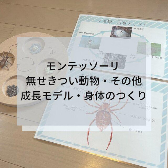 ☆モンテッソーリ☆ 無脊椎動物（そのほか）成長モデル・身体のつくり