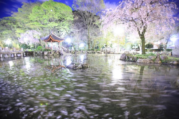 A4　写真　プリント　桜