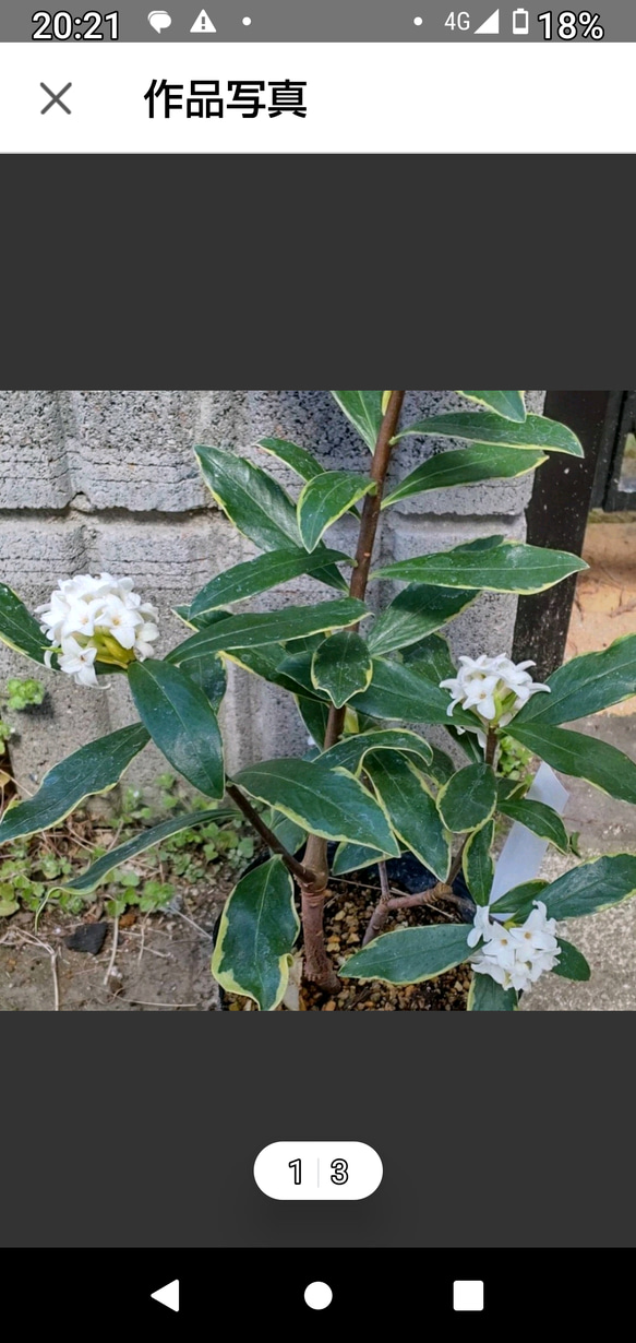 【斑入り白花沈丁花】白覆輪の美しい葉っぱ  風情のある白花沈丁花  赤花とは又違った趣があります花を眺めたい方はお早めに