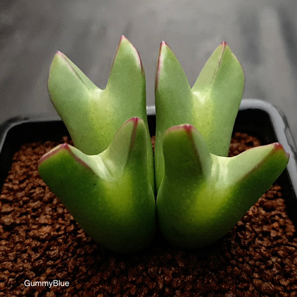 Conophytum bilobum 少将　種子