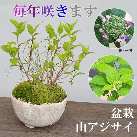 【2024年開花終了】小さくても開花します！山紫陽花（やまあじさい）の盆栽（白陶器鉢）