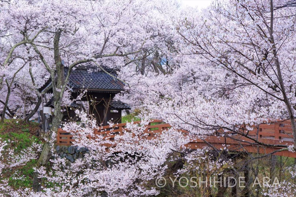 【額装写真】春の桜雲橋