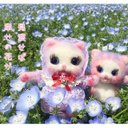 A8にゃん????  見渡せば、幸せの花がいっぱい咲いてるね????メルティカカード????????2枚で1セット????