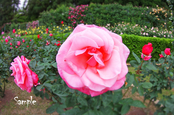 ◇バラの花写真