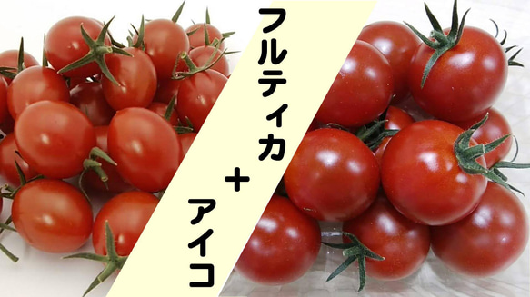 トマ糖※糖度9度越えのおいしい甘ーいフルティカとアイコ詰合せ１ｋｇをお届け