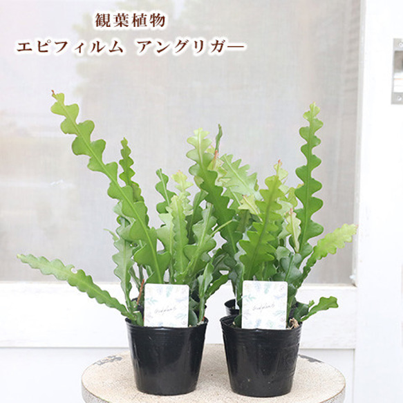 再入荷観葉植物 エピフィラム アングリガー 3号 フィッシュボーンカクタス サボテン 個性派 おしゃれ インテリア