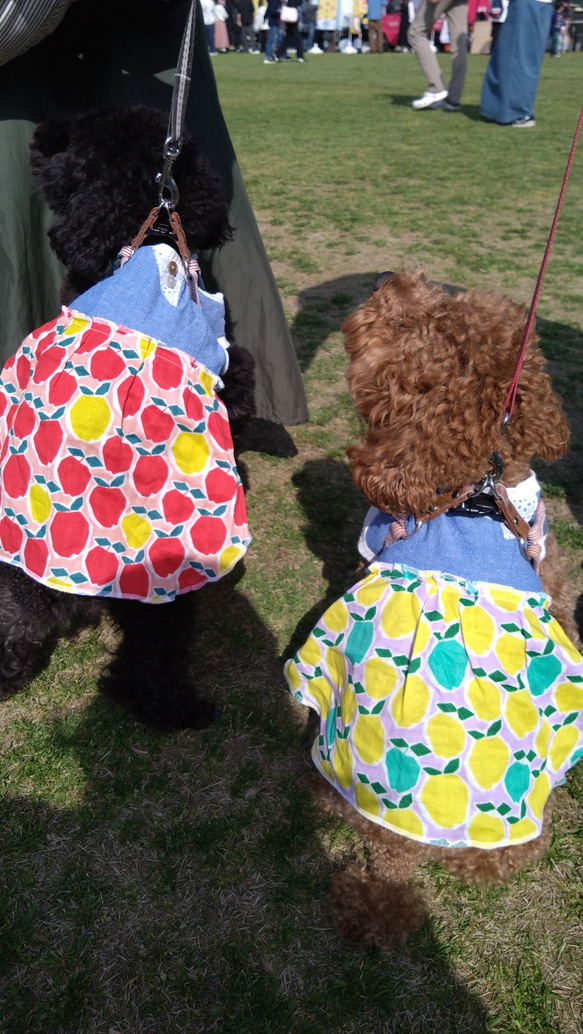 s 犬服 りんご柄   ワンピース レッド ボタン　犬　 チワワ　ヨーキー　ピンク