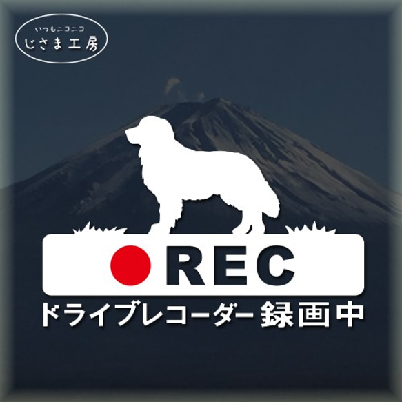 ゴールデンレトリバーの白シルエットステッカー煽り運転防止!!ドライブレコーダー録画中