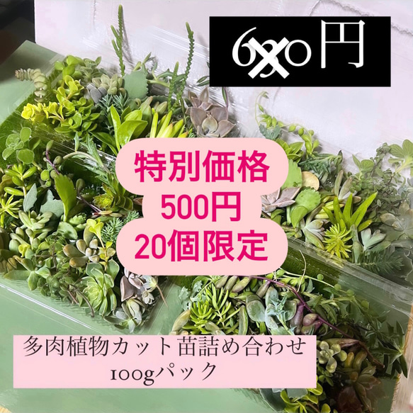 〜多肉植物カット苗〜詰め合わせ100gパック (フードパック発送)