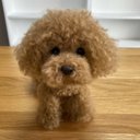 愛犬ちゃんのそっくりなリアルなペット人形をお作りします！　羊毛フェルト　犬　オーダー　ぬいぐるみ　愛犬　　ペット　リアル　人形