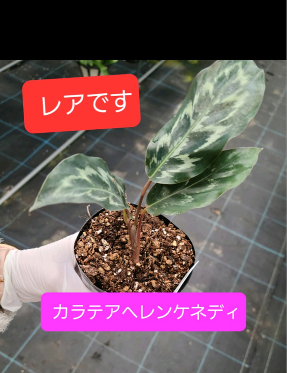 レア！カラテア　ヘレンケネディー　観葉植物