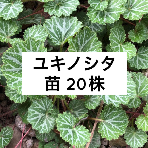 【増量】ユキノシタ 苗 20株 ＊薬草 山野草 多年草 雪ノ下