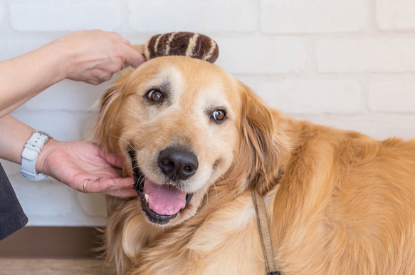 ペット用たわし（大型犬用たわし）